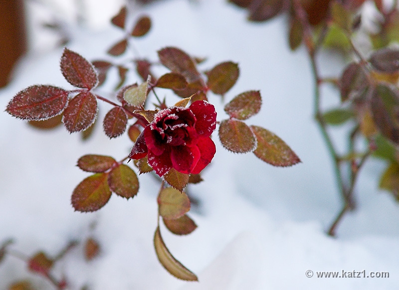 Winter Rose 1